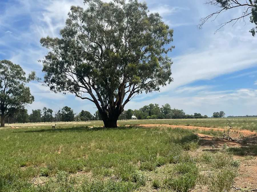 82 (RMB 2070) Pine lodge Rd, Tocumwal, NSW, 2714 - Image 15