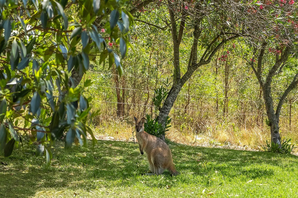 1247 Gresford Road, Vacy, NSW, 2421 - Image 4
