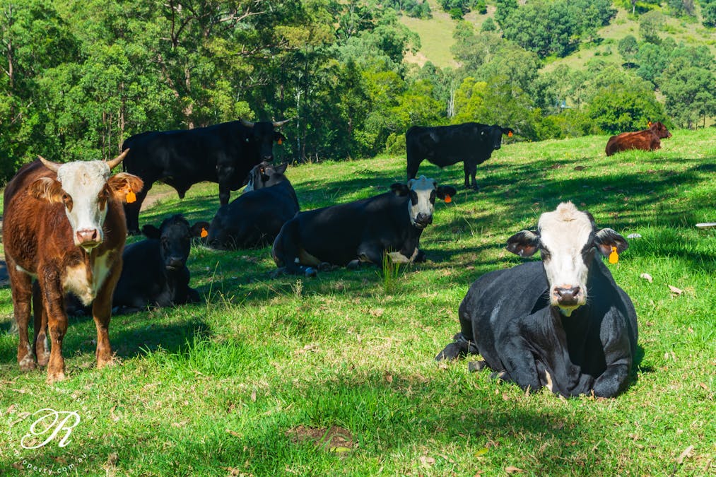 2263 Monkerai Road, Monkerai, NSW, 2415 - Image 17